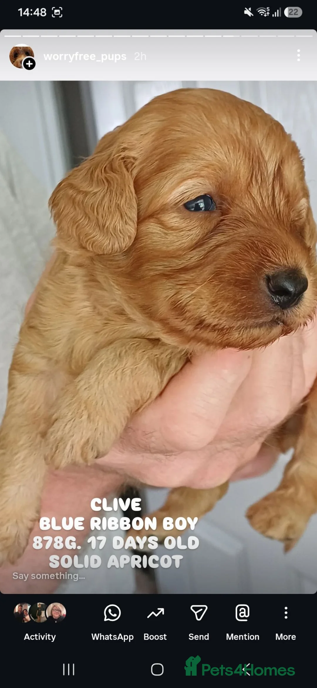 Cavapoo dogs for sale: Health-Tested Cavapoos-Raised with ENS & ESI   - Advert 1