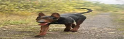 Chinese Red Dog dogs for sale: BEAUIFUL CHINESE RED DOG PUPS - Advert 9
