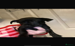 Mixed Breed dogs for sale: 1 little boy left  - Advert 2