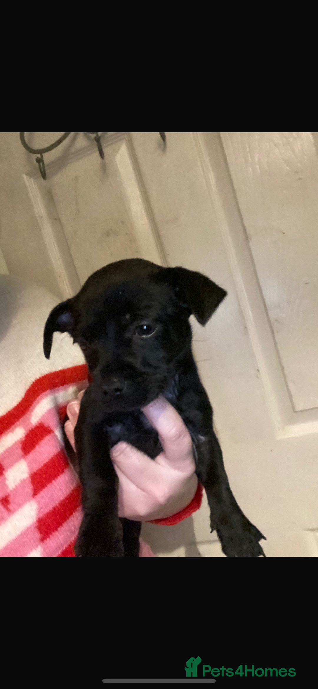 Mixed Breed dogs for sale: 1 little boy left  - Advert 2