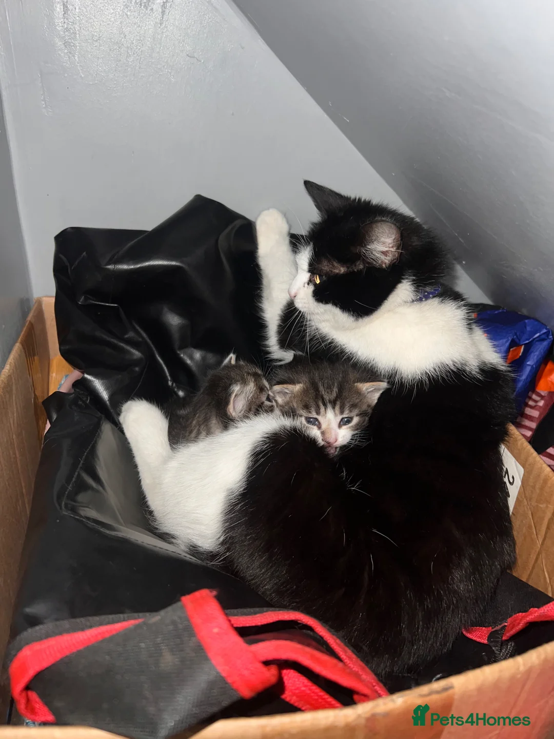 Mixed Breed cats for sale: Beautiful kittens ready to leave soon  - Advert 7
