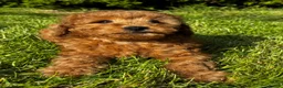 Cavapoo dogs for sale: Exceptional Pups Raised by a Professional Trainer. - Advert 28