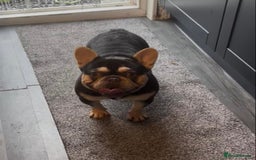 French Bulldog dogs for sale: Blue and Tan Fluffy French Bulldog - Advert 8