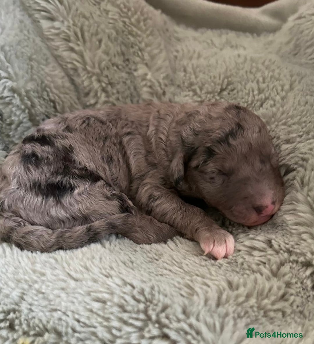 Australian Labradoodle dogs for sale: Australian Labradoodle Puppies - Advert 5