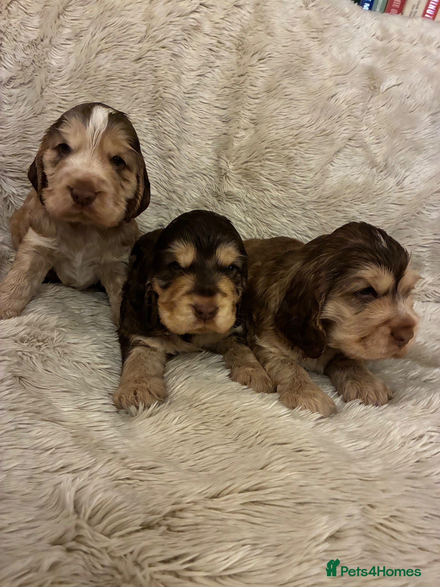 Cocker Spaniel dogs for sale: ADORABLE KC REG SHOW TYPE COCKER SPANIEL PUPS - Advert 2