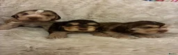 Cocker Spaniel dogs for sale: ADORABLE KC REG SHOW TYPE COCKER SPANIEL PUPS - Advert 2