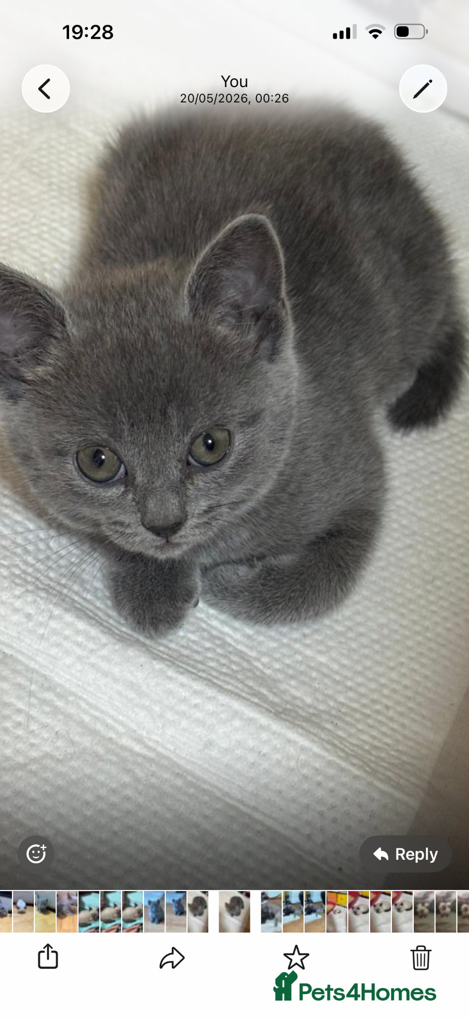 British Shorthair cats for sale: 3beautiful girls ready to find their forever home  - Advert 8