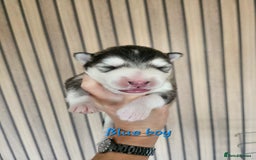 Alaskan Malamute dogs for sale: Alaskan Malamute puppies  - Advert 32