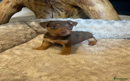 Jack Russell dogs for sale: 3 Jack Russell dog pups  - Image 1
