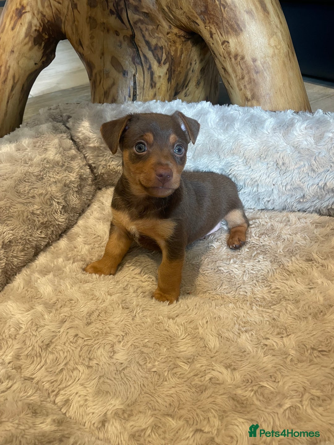 Jack Russell dogs for sale: 3 Jack Russell dog pups  - Image 1