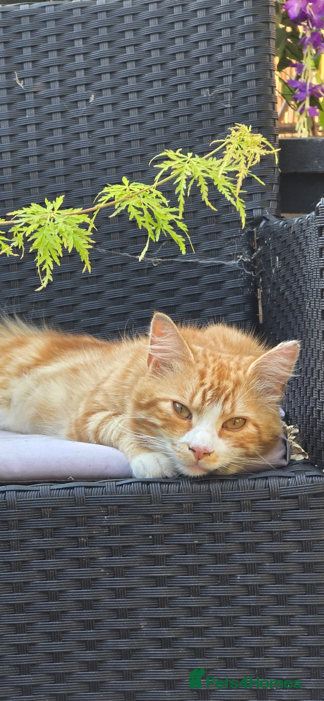 Mixed Breed cats for sale: Tiggy - Advert 1