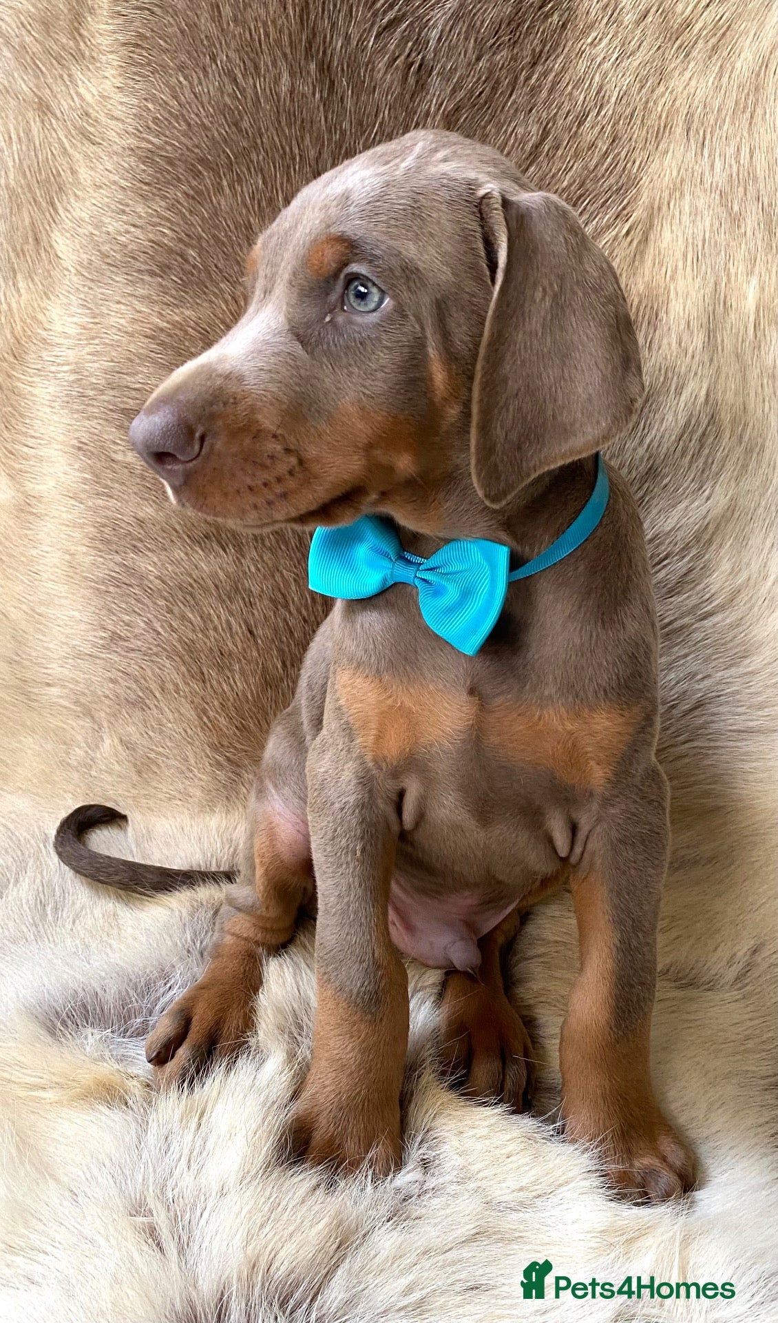 Dobermann dogs KC REGISTERED DOBERMAN PUPS - Advert 5