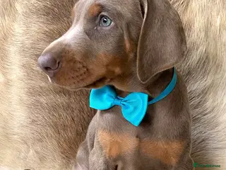 Dobermann dogs KC REGISTERED DOBERMAN PUPS - Advert 5
