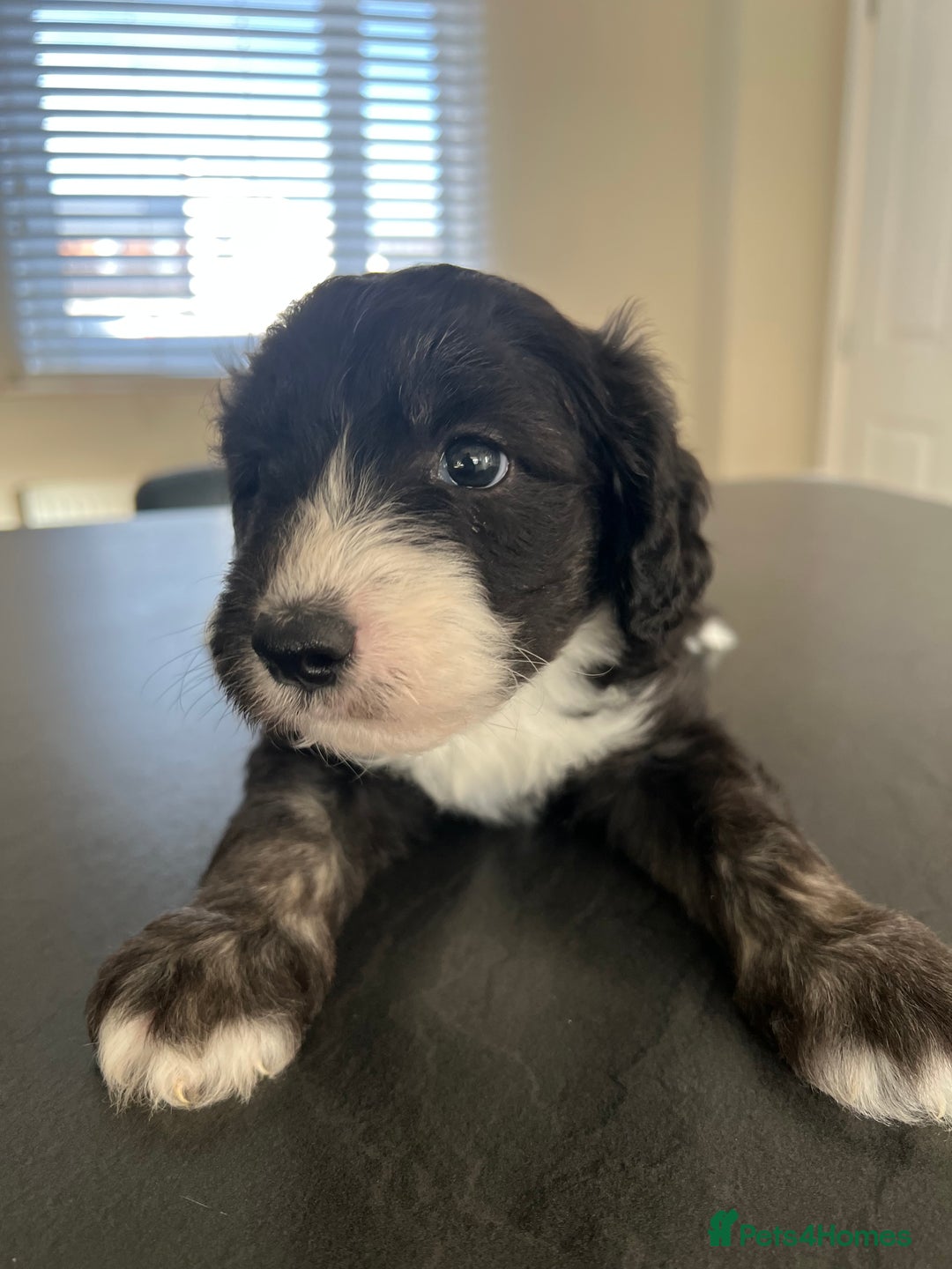 Mixed Breed dogs for sale: Only 2 left girl and boy Sheepadoodle - Advert 8