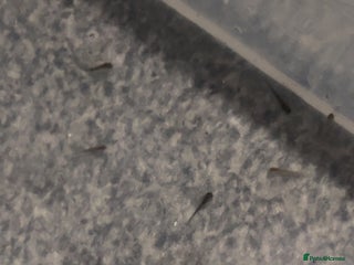 Axolotl reptiles Axolotl eggs - Advert 8