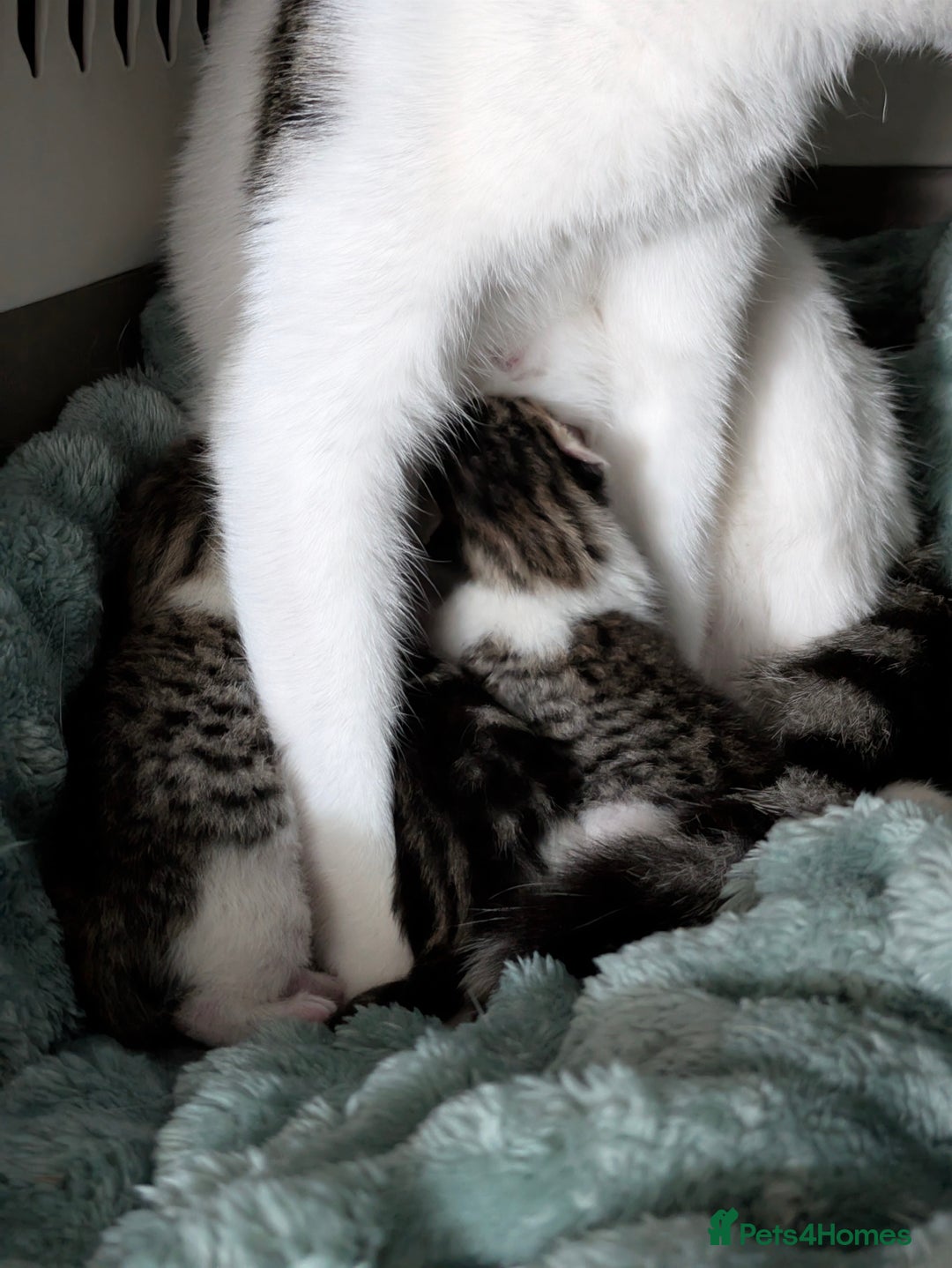 Mixed Breed cats for sale: 4 stunning kittens  - Image 7