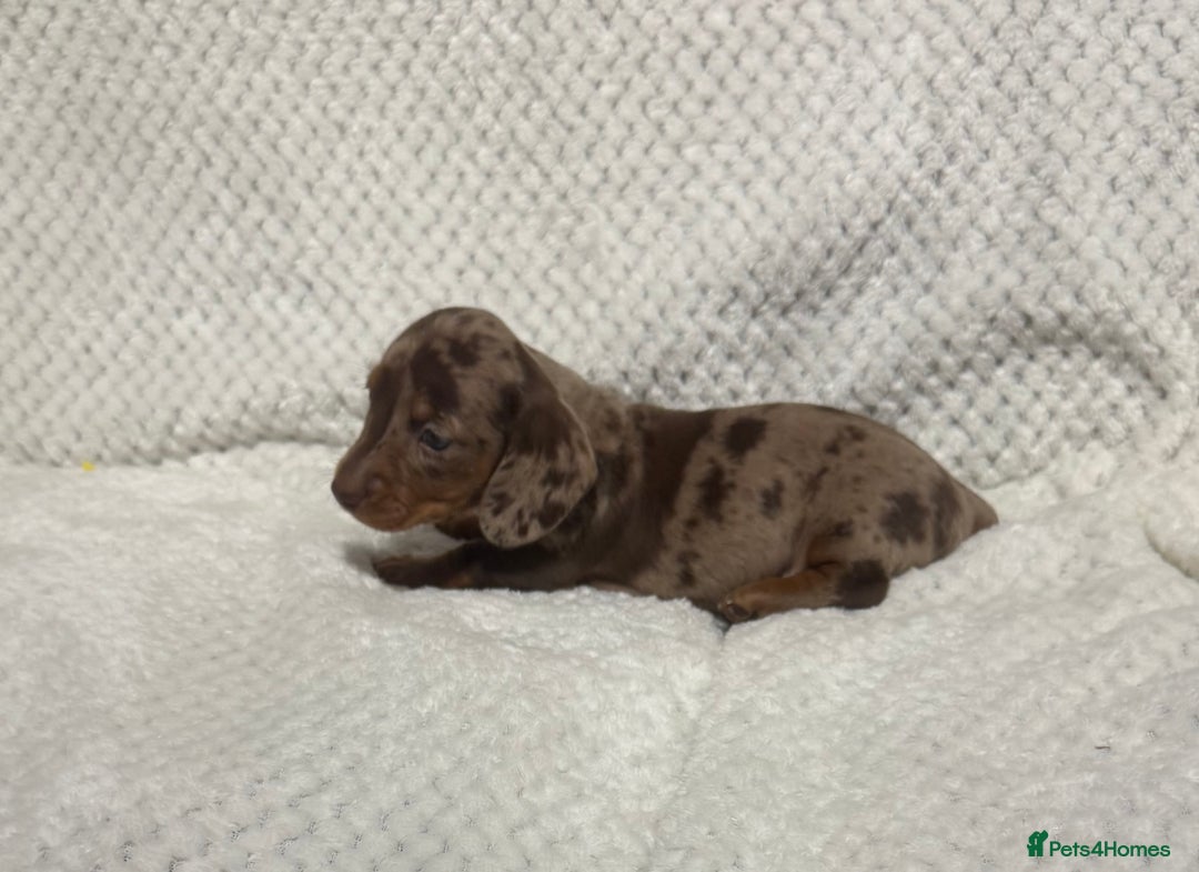 Miniature Dachshund dogs for sale: BEAUTIFUL KC MINI DACHSHUND READY TO LEAVE 23/12   - Advert 18