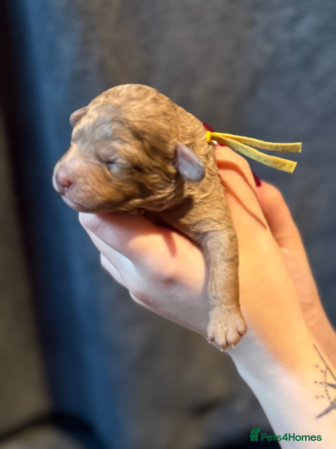 Cavapoo dogs for sale: F1b Health tested Phantom chocolate Merle Cavapoo - Advert 18