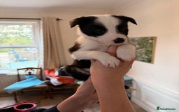 Border Collie dogs for sale: Pure Breed Boarder Collie Pups - Image 26