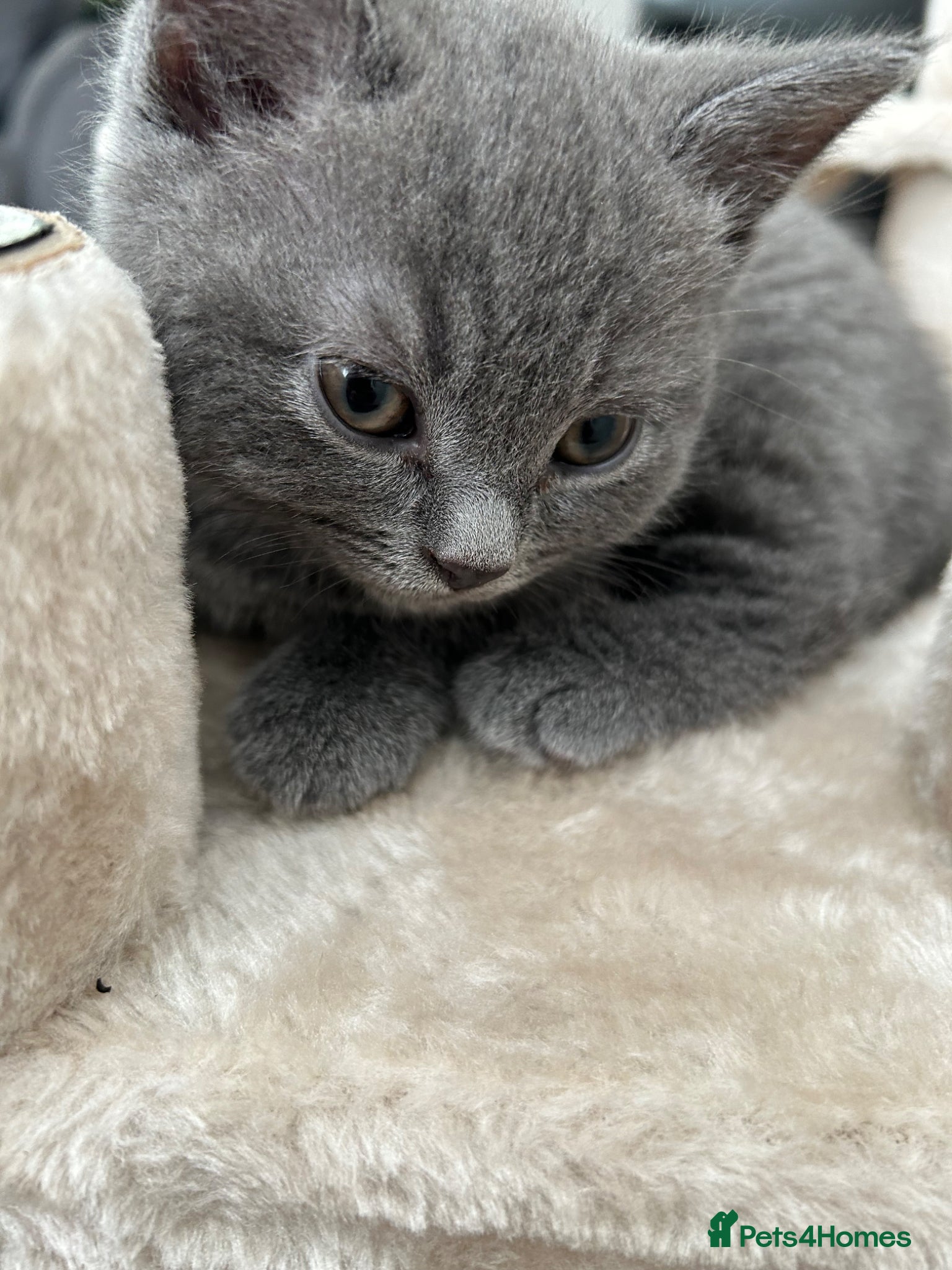 British Shorthair cats 1 Female British Shorthair 🩷🐾 - Advert 4