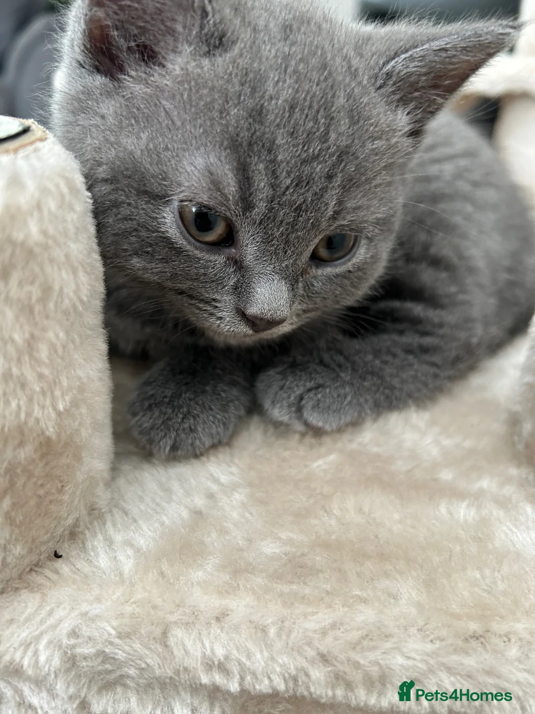 British Shorthair cats for sale: 1 Female British Shorthair 🩷🐾 - Advert 1