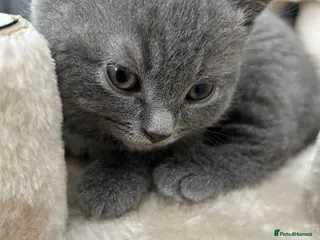 British Shorthair cats 1 Female British Shorthair 🩷🐾 - Advert 4