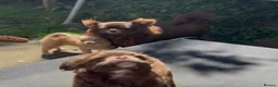 Chihuahua dogs for sale: Chihuahua puppies  - Advert 8