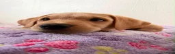 Labrador Retriever dogs for sale: Labrador puppies for sale. 1 golden boy left now. - Advert 4