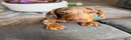 Miniature Dachshund dogs for sale: miniature Daschund Isabella dapple - Advert 12