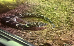 Leopard Gecko reptiles for sale: Leopard Gecko and full set up for sale  - Image 1