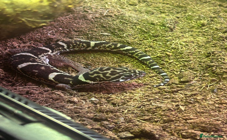 Leopard Gecko reptiles - Advert 5