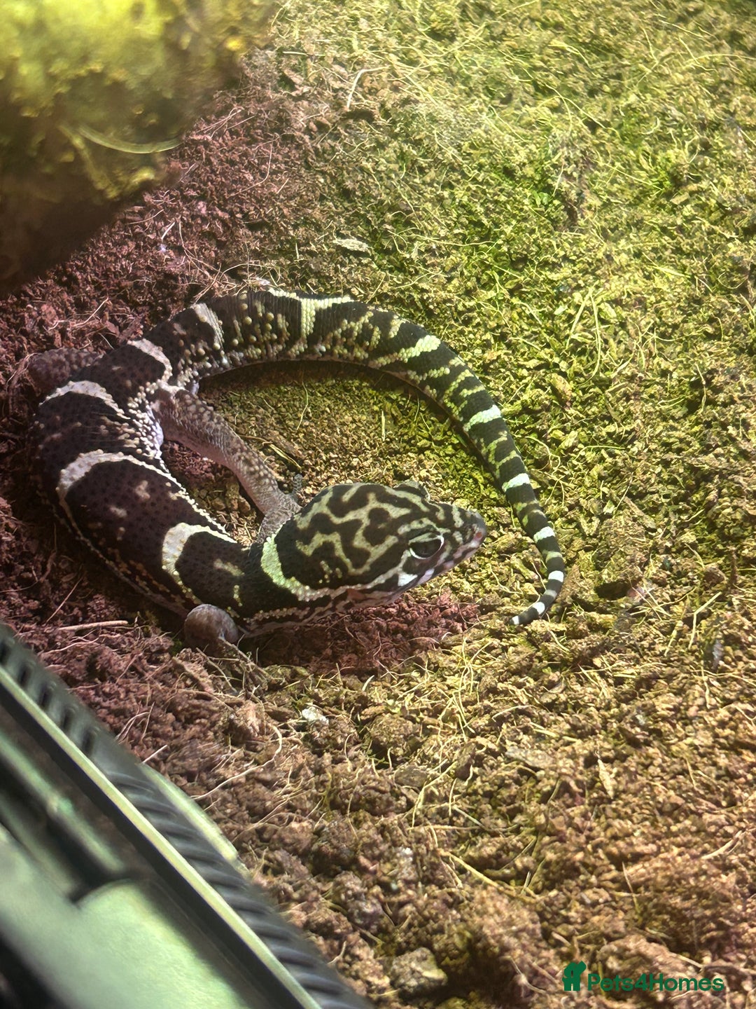 Leopard Gecko reptiles for sale: Leopard Gecko and full set up for sale  - Image 1