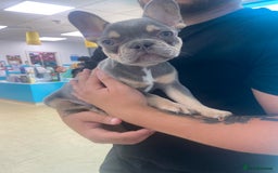 French Bulldog dogs for sale: Lilac and tan flight carrier male  - Image 2