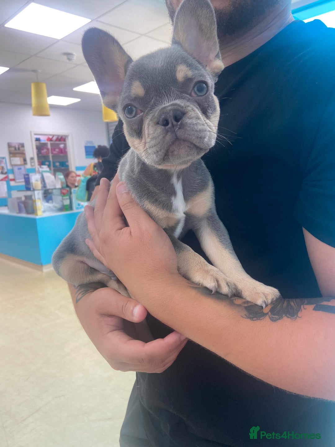 French Bulldog dogs for sale: Lilac and tan flight carrier male  - Image 2