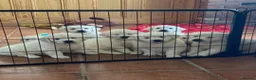 Golden Retriever dogs for sale: STUNNING GOLDEN RETRIEVER PUPPIES TESTED in Oldham - Advert 1