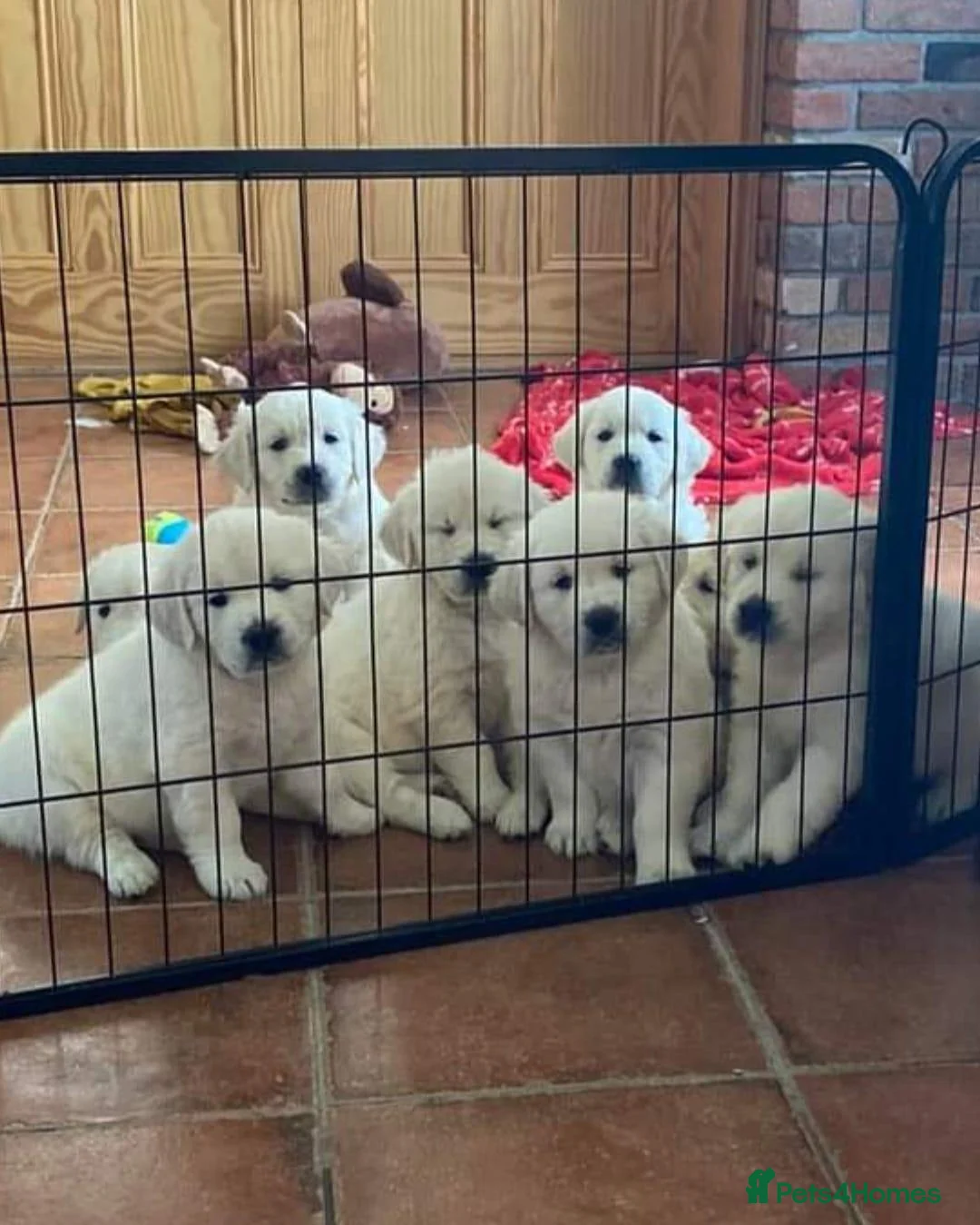 Golden Retriever dogs for sale: STUNNING GOLDEN RETRIEVER PUPPIES TESTED in Oldham - Advert 1