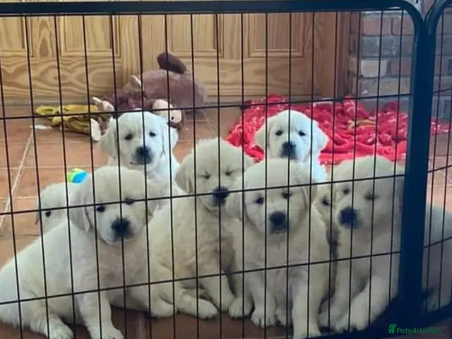 Golden Retriever dogs for sale: STUNNING GOLDEN RETRIEVER PUPPIES TESTED - Advert 2