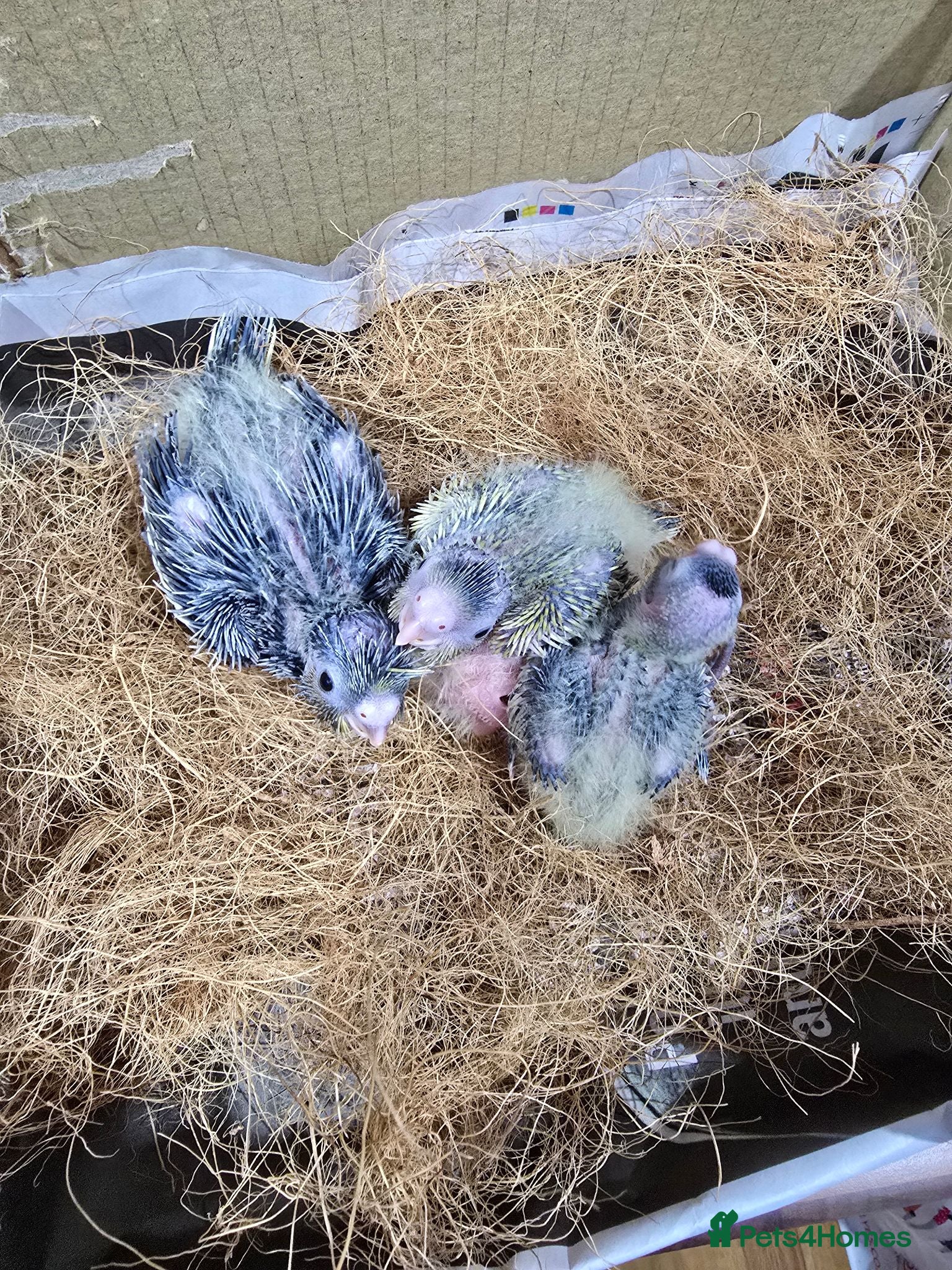 Cockatiels birds 3 Baby Cockatiels Looking for Loving Homes - Advert 2