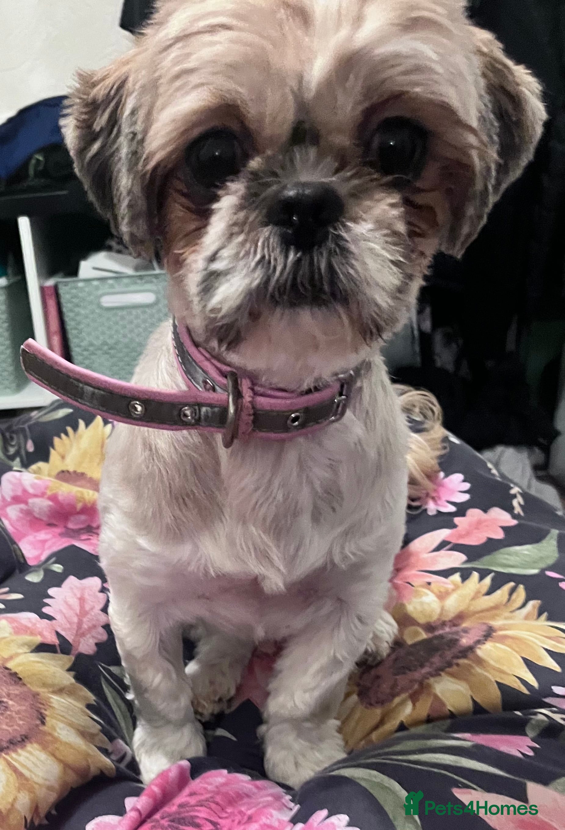 Shih Tzu dogs Shihtzu  - Advert 1