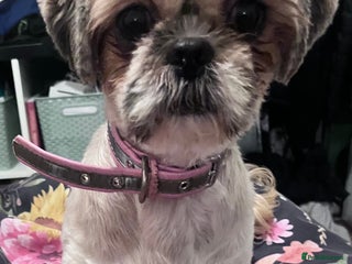 Shih Tzu dogs Shihtzu - Advert 9