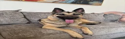 German Shepherd dogs for sale: Beautiful German Shepherd ❤️ - Advert 4