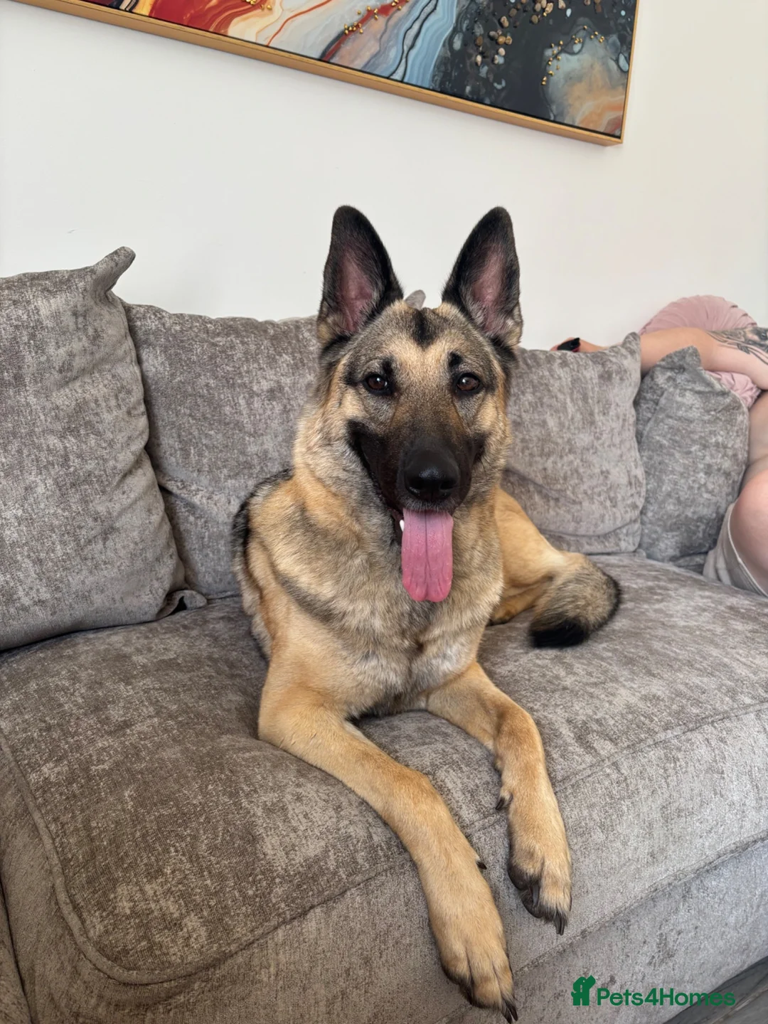German Shepherd dogs for sale: Beautiful German Shepherd ❤️ - Advert 4