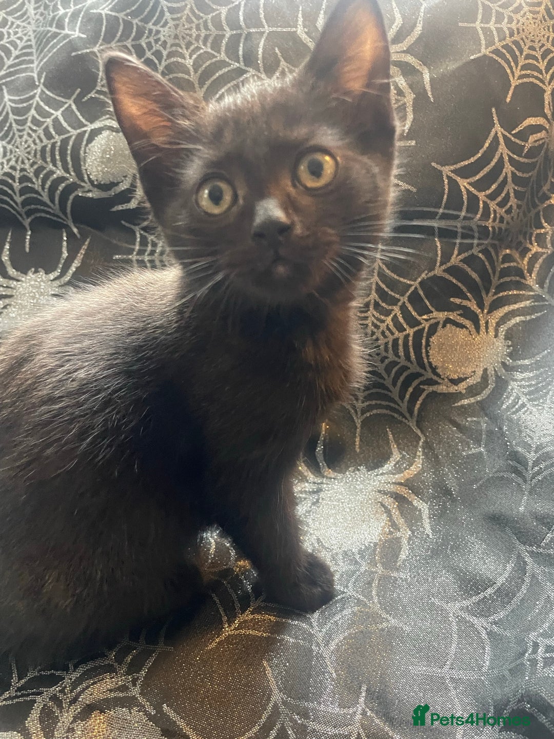 Ragdoll Burmese Bengal Cross Scarlet The Bengal Kitten With