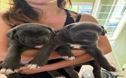 Cane Corso dogs for sale: ICCF registered Champion Lines Cane Corso Puppies in Epsom - Image 2