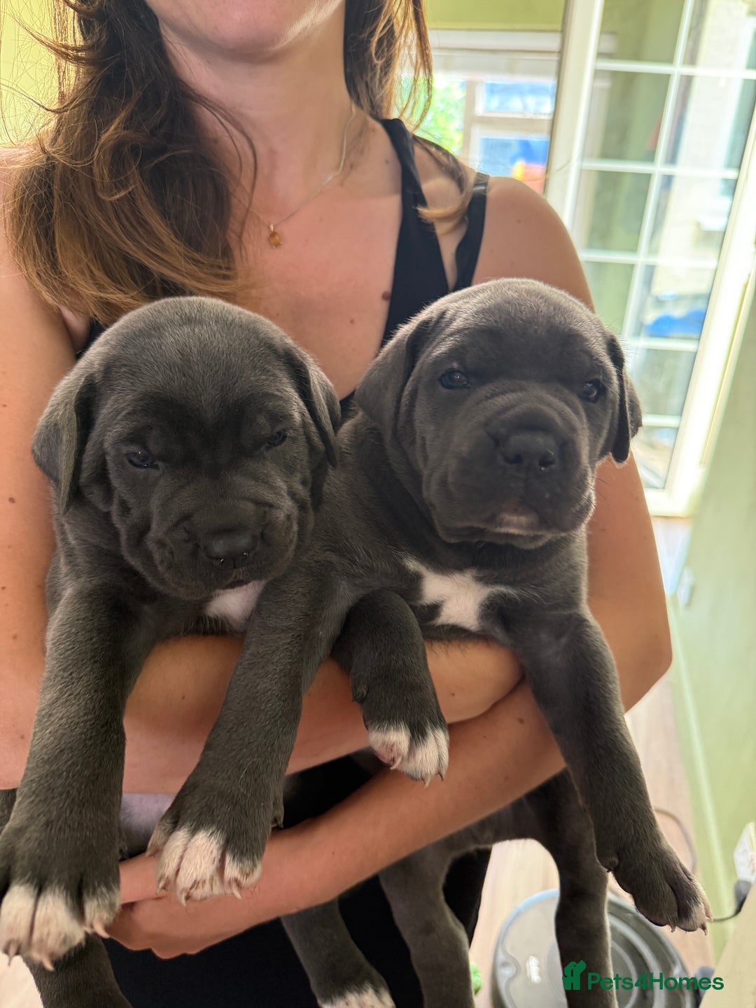 Cane Corso dogs for sale: ICCF registered Champion Lines Cane Corso Puppies in Epsom - Image 2