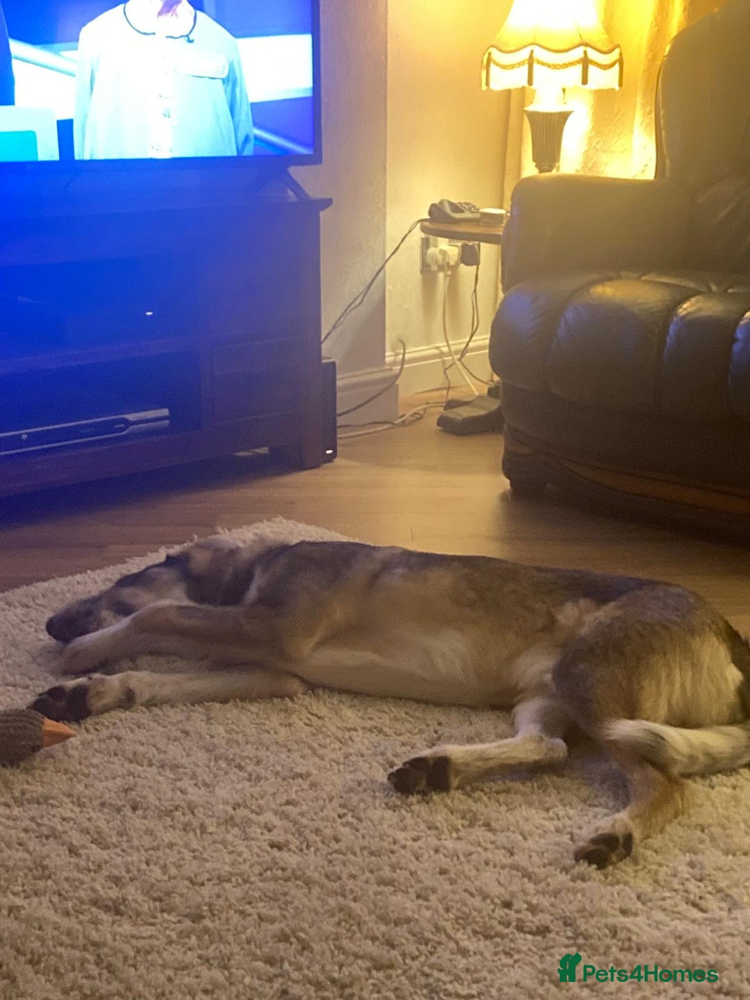 Mixed Breed dogs for adoption: 🐾💛 DIGBY – The Affectionate Big Softie! 💛🐾 - Advert 26