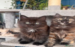 Mixed Breed cats for sale: Ragdoll and Maine Coon crossed  - Image 33