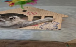 Scottish Fold cats for sale: 1 boy and 1 girl left Amazing Scottish Straights  in Ивсхам - Image 20