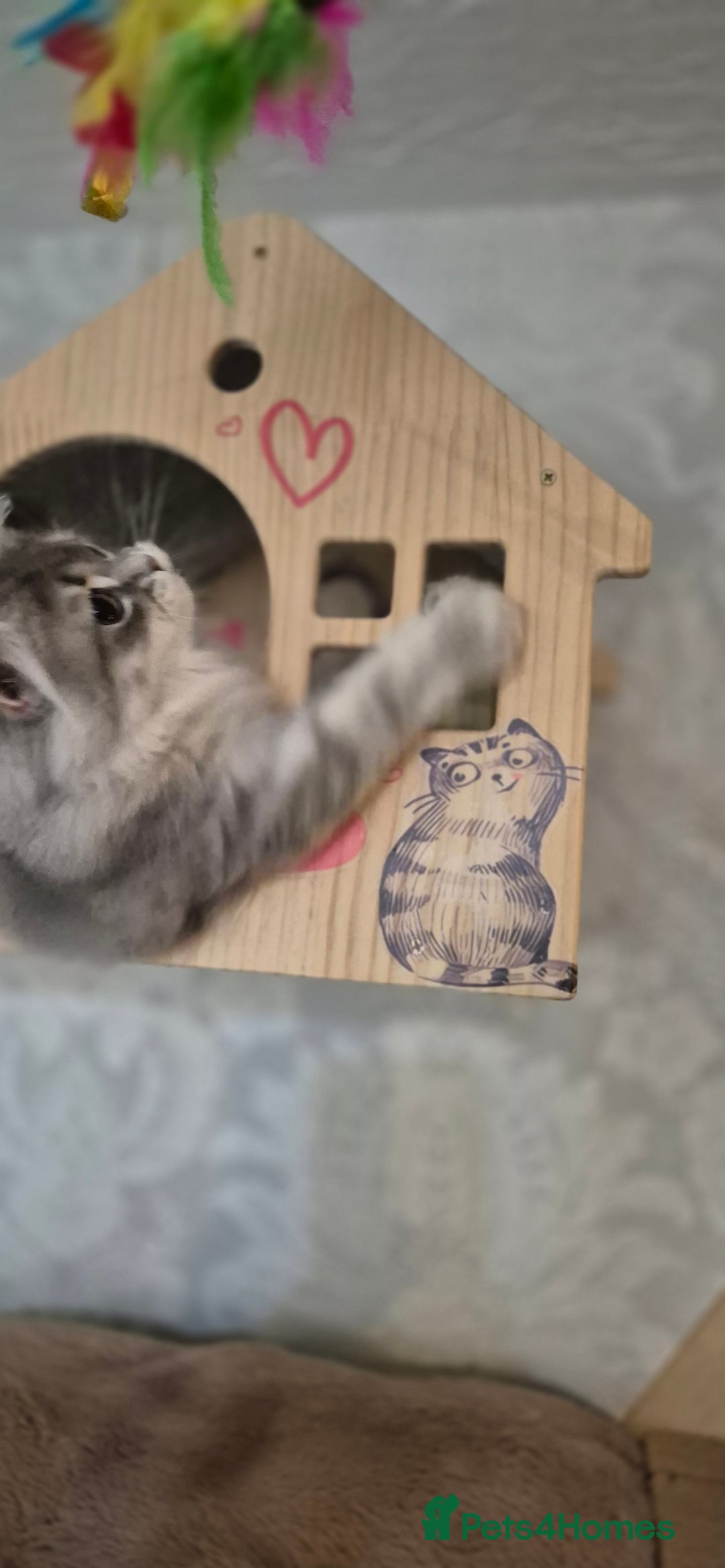 Scottish Fold cats for sale: 1 boy and 1 girl left Amazing Scottish Straights  in Ивсхам - Image 20