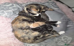 Mixed Breed cats for sale: 1 ginger male and 1 black male - Image 4